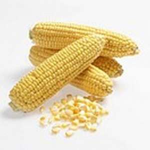 Карамелло F1 - кукурудза цукрова,  кг. насіння, May Seed (Туреччина) фото, цiна
